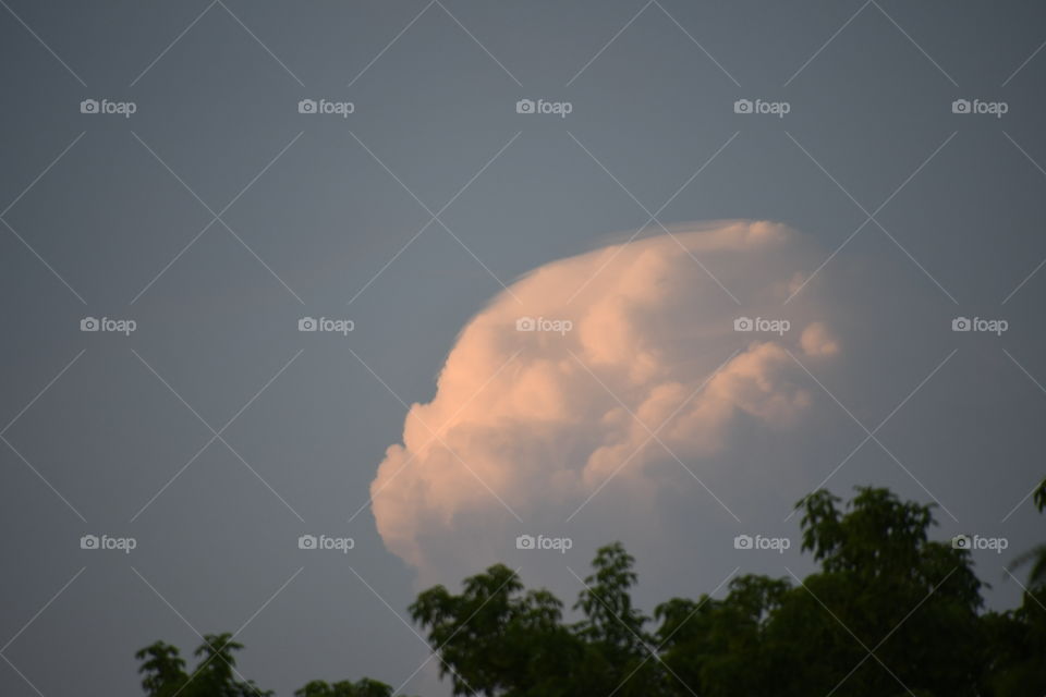 cloud above trees