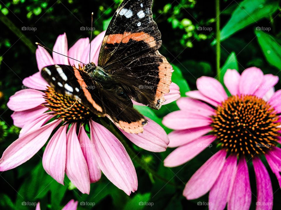 Cone flower visitor. 