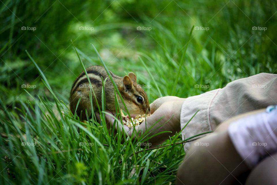 Chipmunk is eating from a human's hand