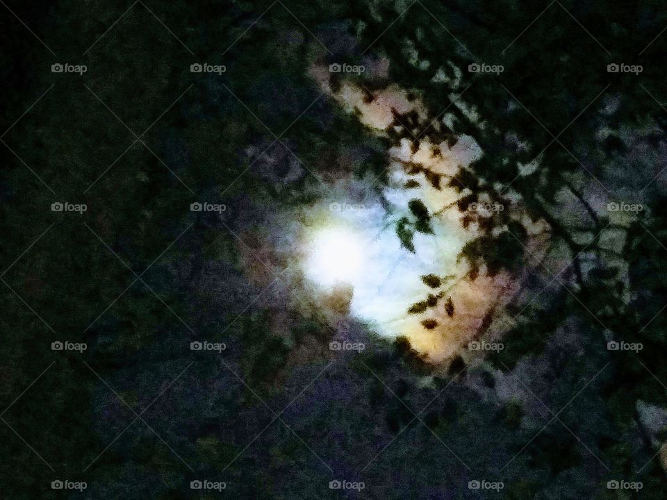 moon through tree branches