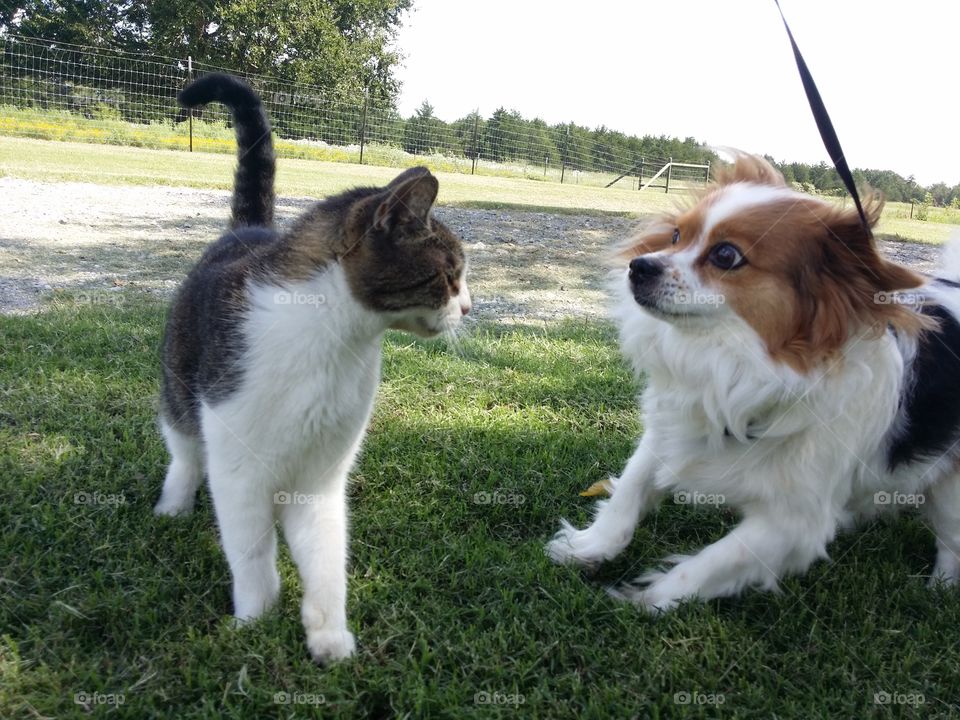 A tabby cat looking at a funny Papillon dog running around