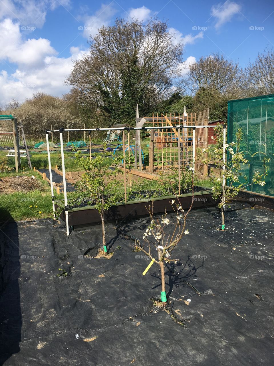 Getting our orchard ready at our allotment 
