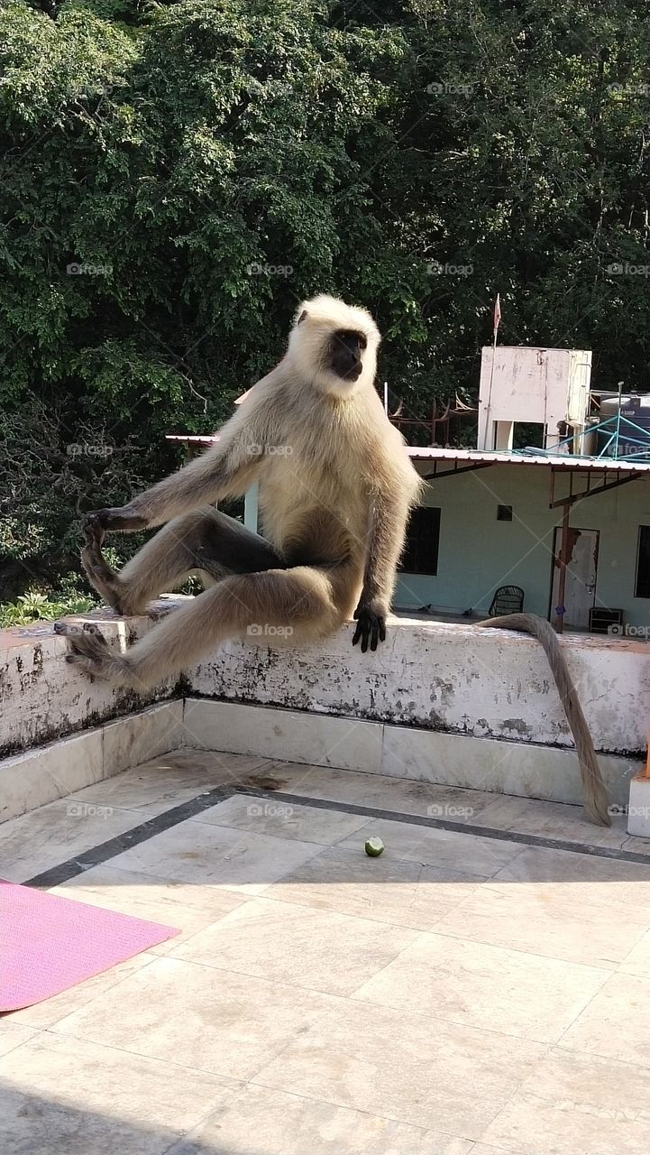 monkey yoga