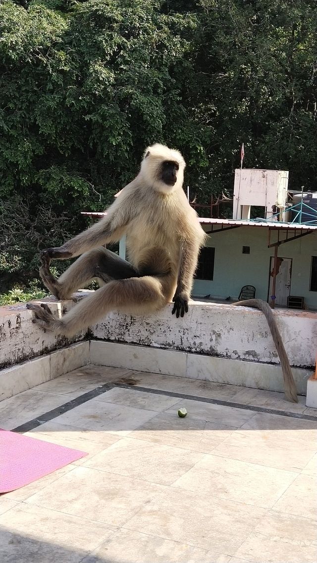 monkey yoga