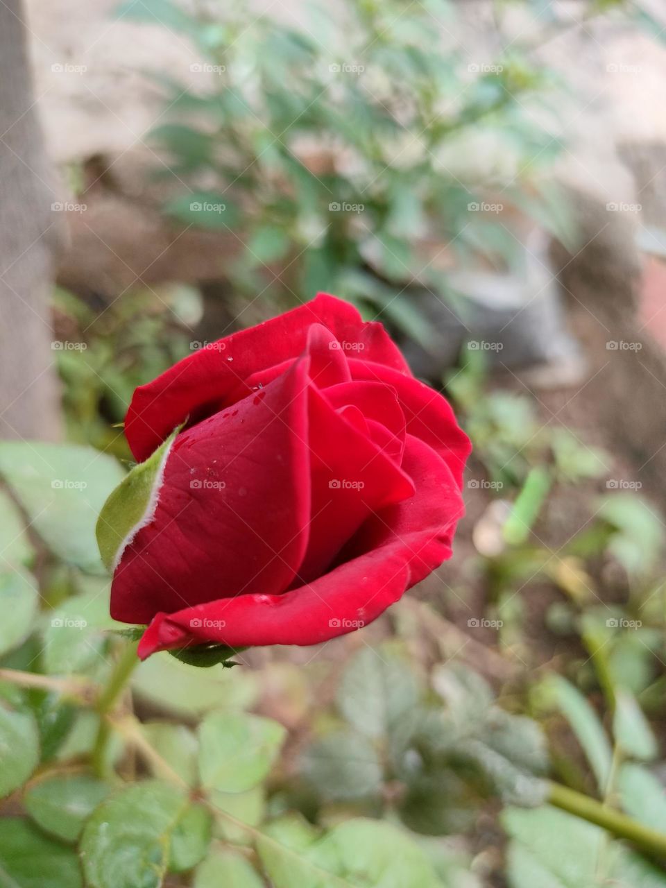 Red Rose