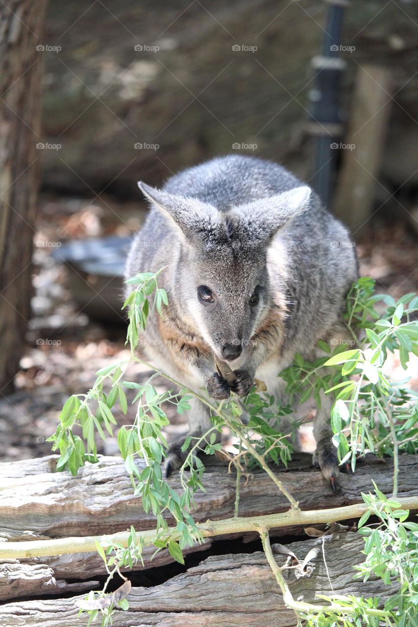 Tamar Wallaby eating at the zoo