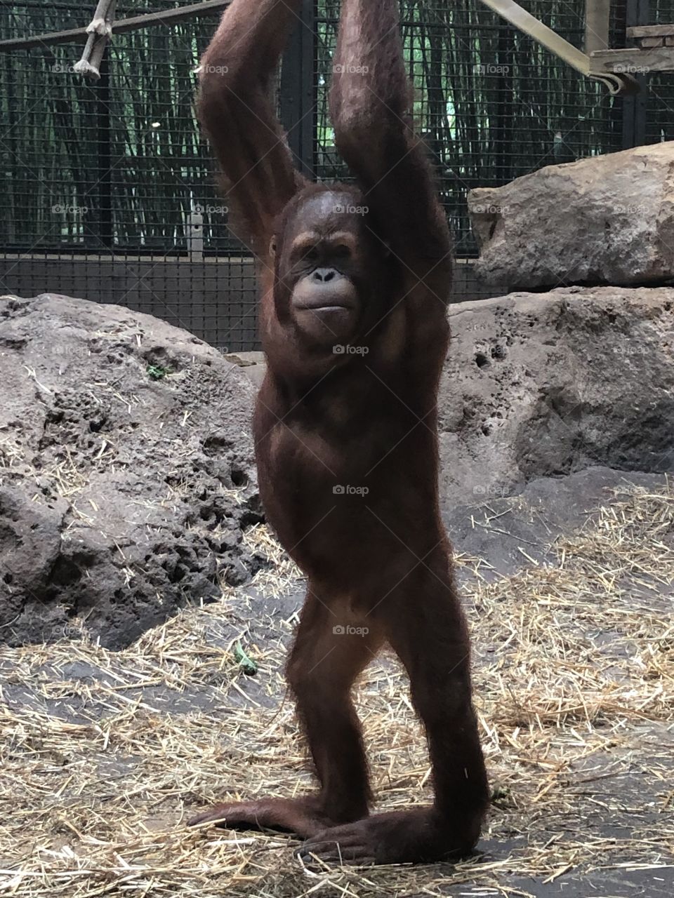 Orangutan