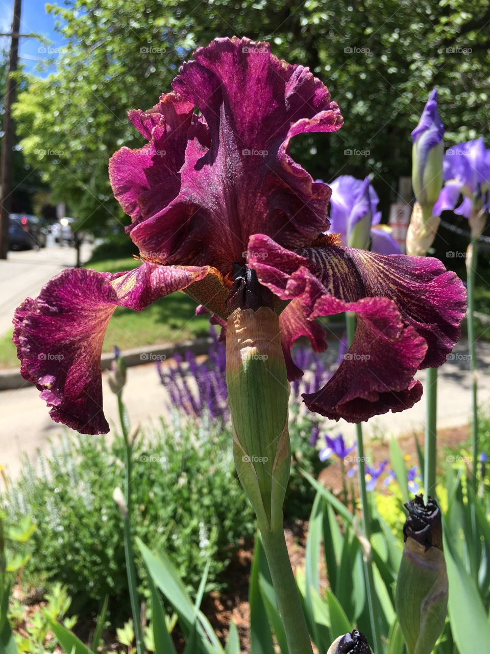 Dark red iris