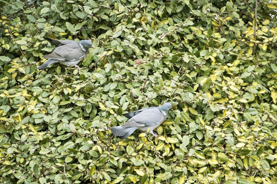 Two pigeons perched on the bush 