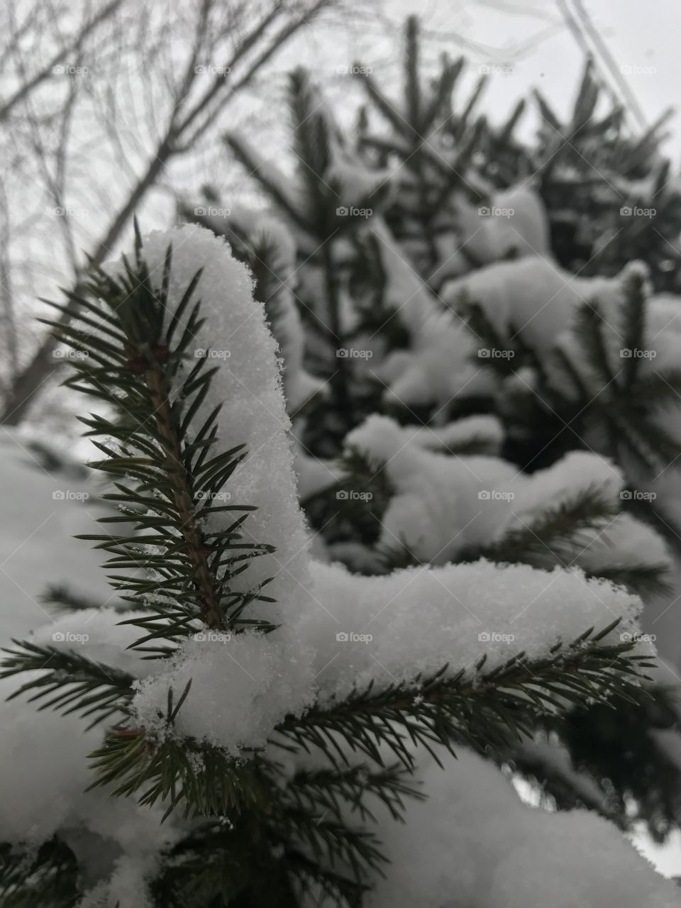 Snow on the branches. Christmas tree needles.