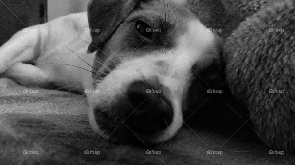 Low angle Capture of my cute dog