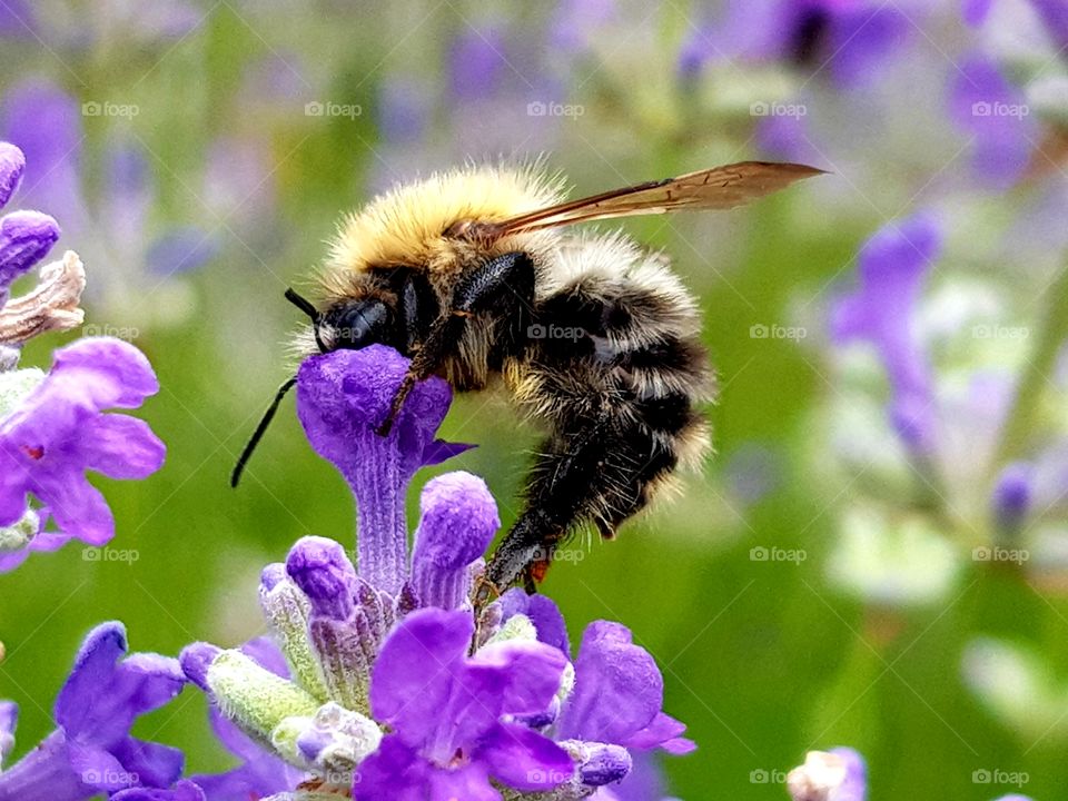 Insect on flower
