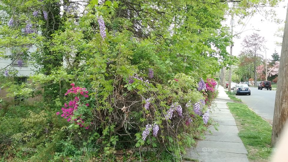 Wisteria and azaleas blooming in May