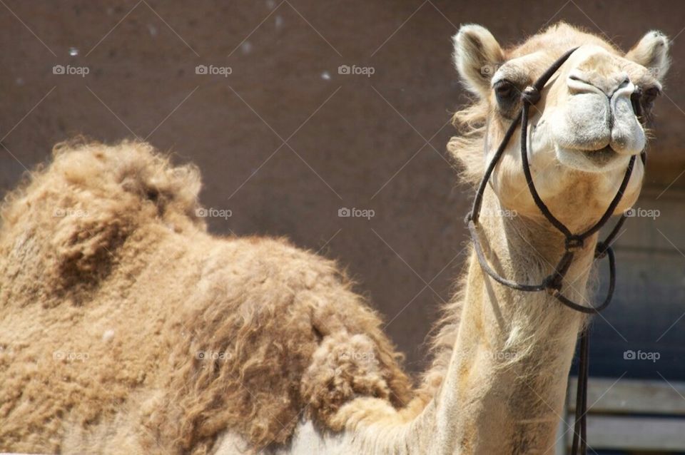 Camel Stare