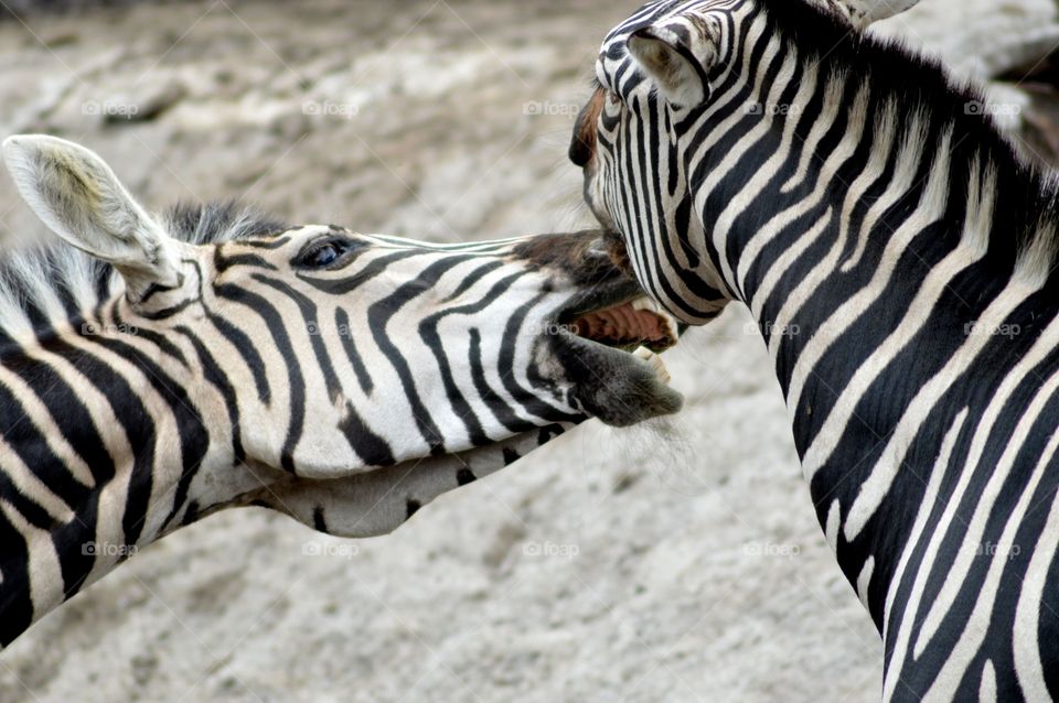 zebras playing