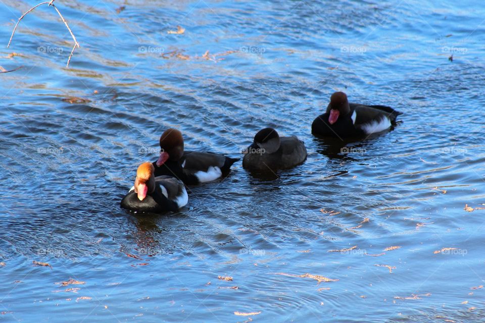 Water fowl