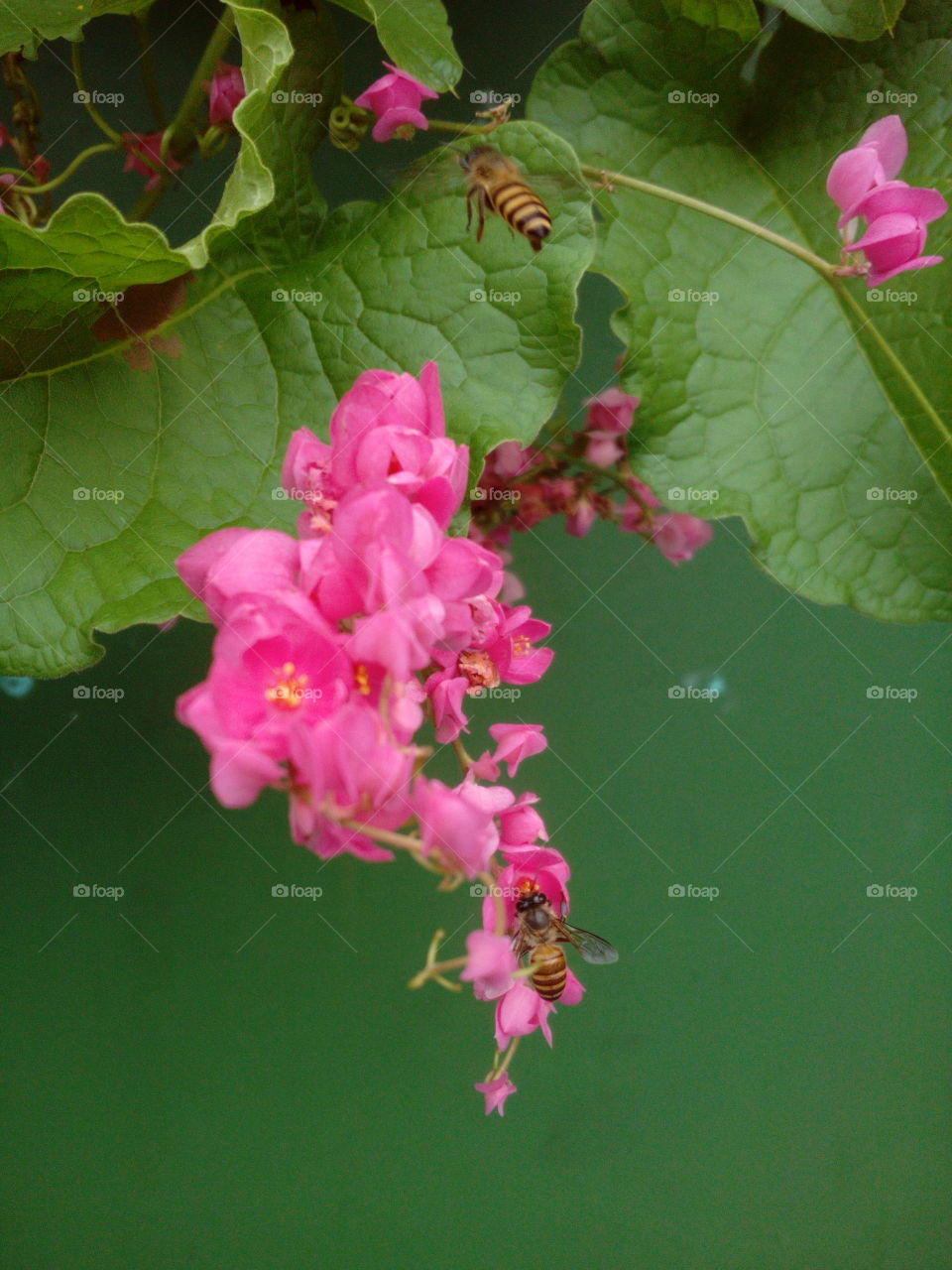 Bees on Pink Flowers