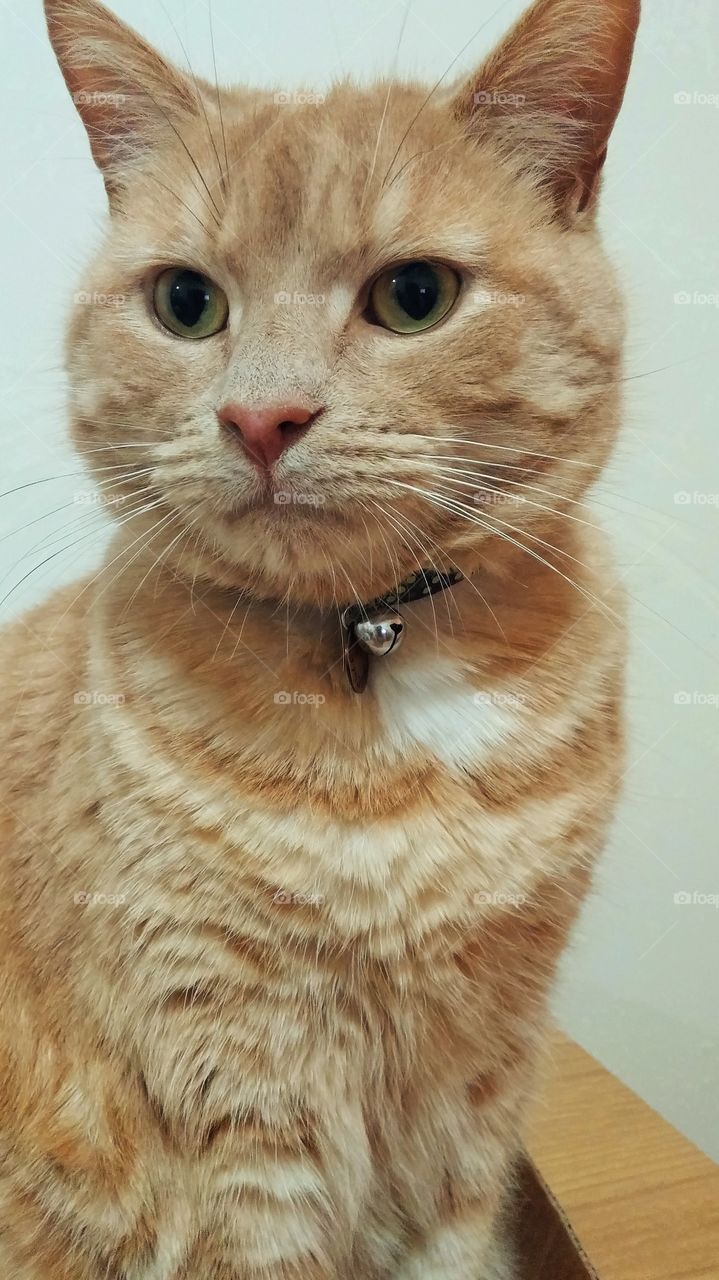 Cute ginger cat looks off camera