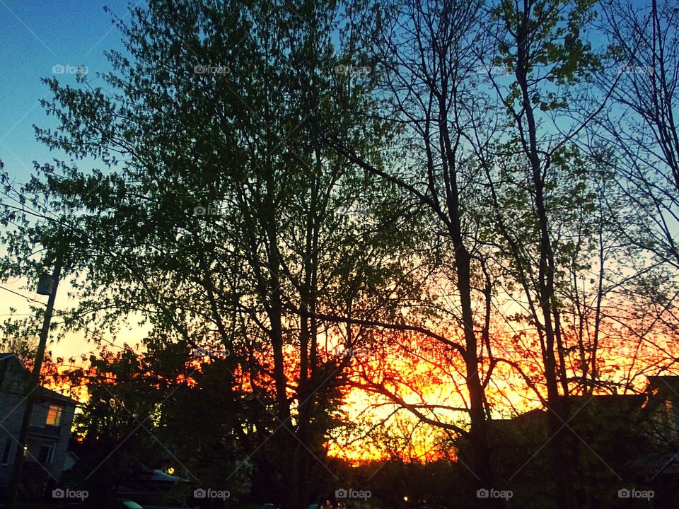 Sunrise through trees