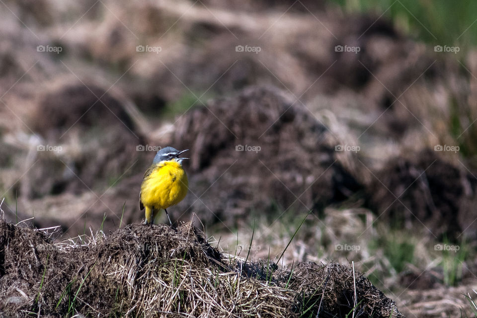 Singing Yellow wagtail. Motacilla flava.