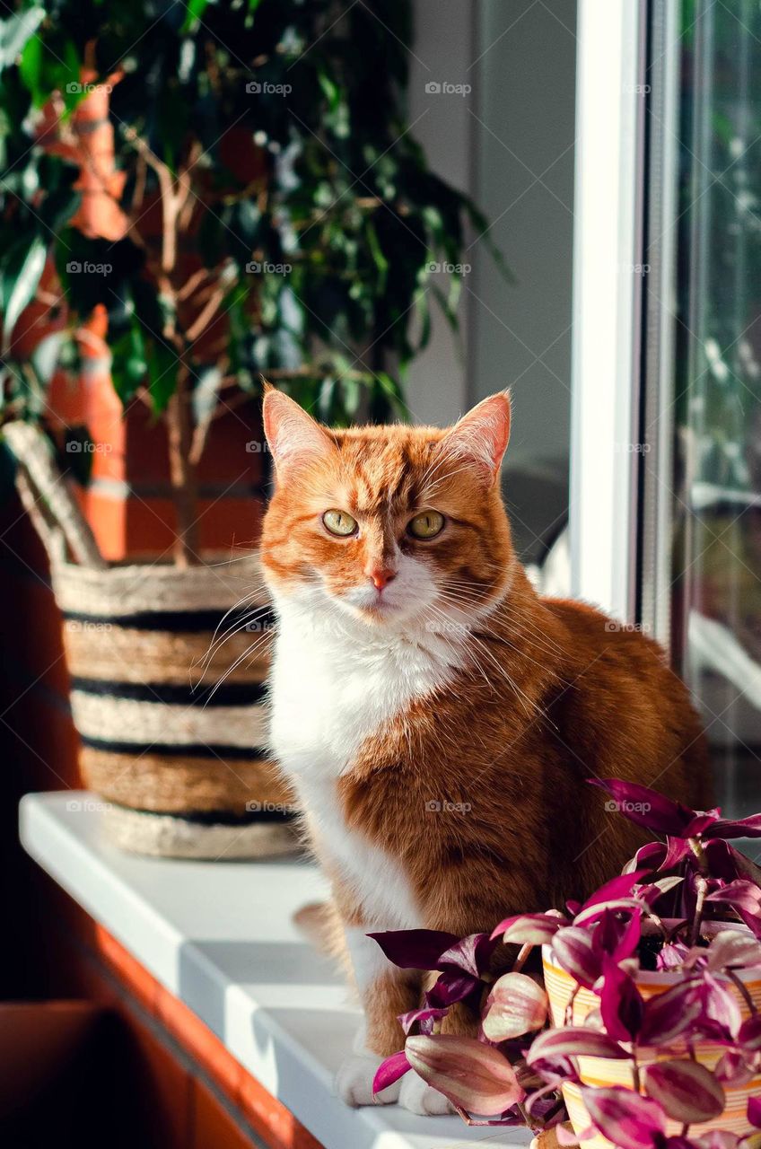 Red cat is resting on the windowsill.