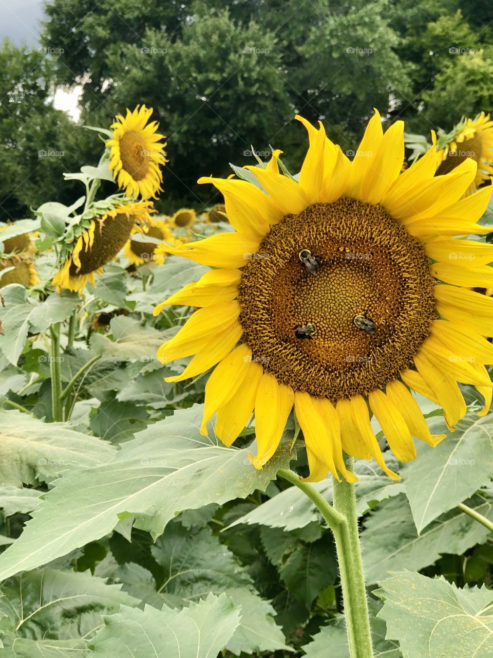 Three bumblebees on giant sunflower in agricultural field 