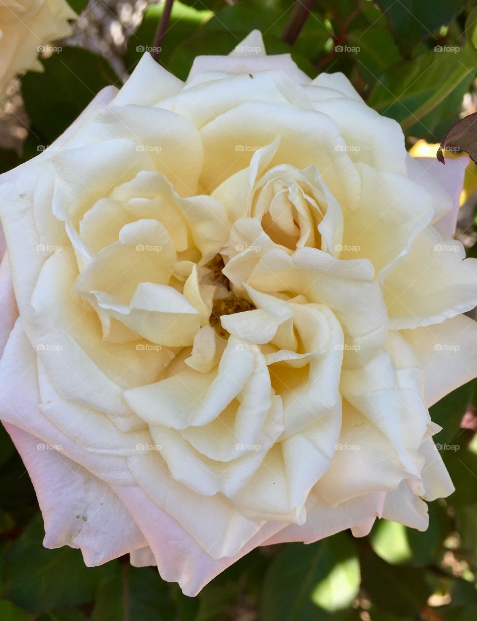 FOTOGRAFIA 🇧🇷 Nossas flores mostrando sua beleza. Viva a natureza! Gostaram dessas pétalas cremes com detalhes róseos?

🇺🇸 Our flowers showing their beauty. Cheer the nature! Did you like these creamy petals with pink details?
Photography is our hobby!