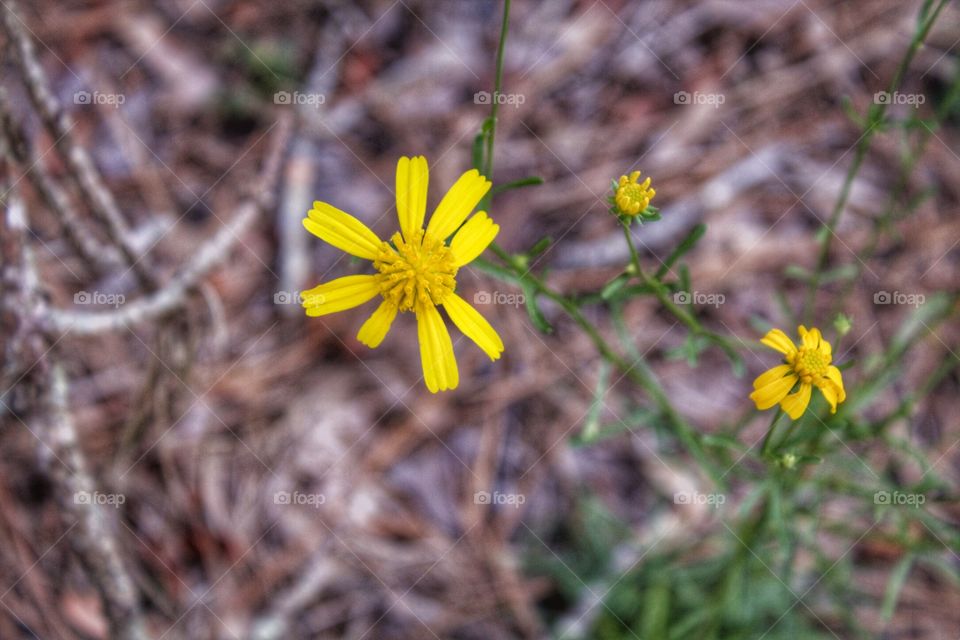 A yellow flower popping from the ground. 