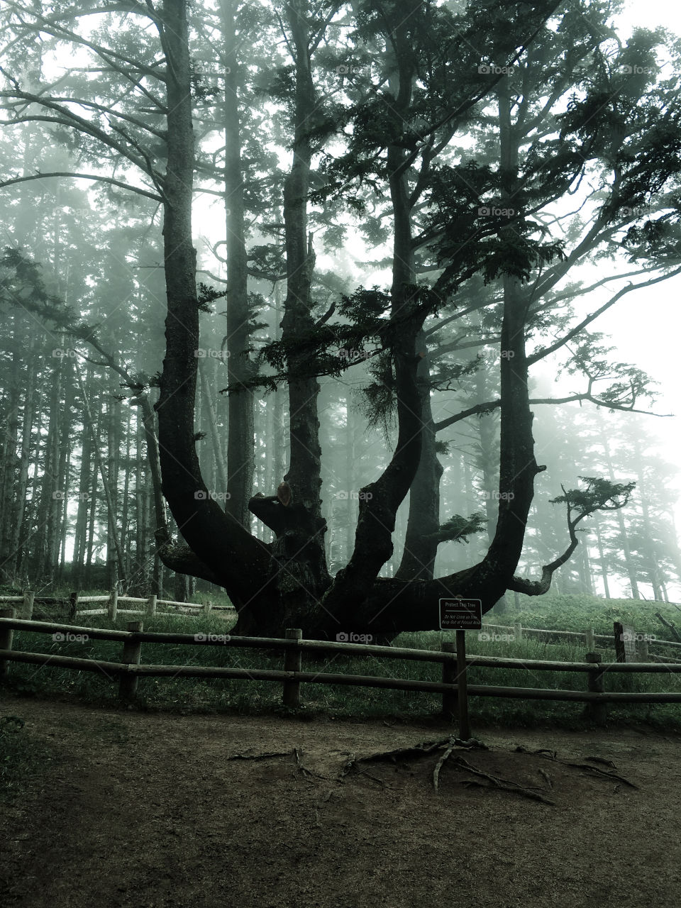 The Octopus Tree, Oregon Coast