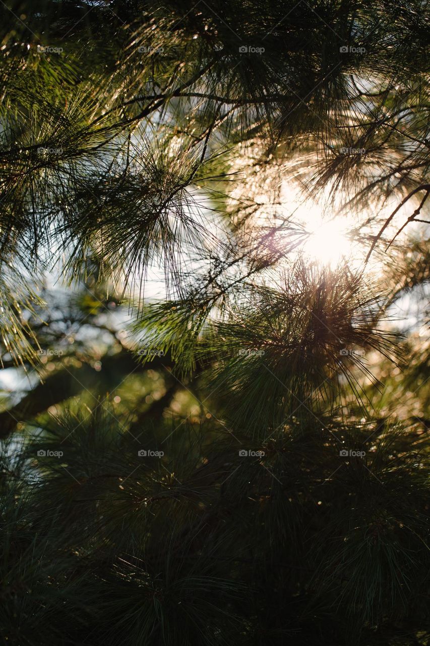 Sunlight trough the trees 
