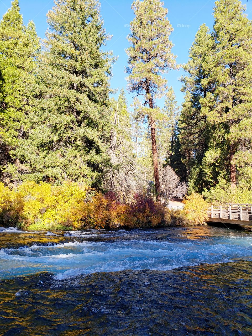 Stunning fall colors on the riverbanks of the turquoise waters of the Metolius River at Wizard Falls in Central Oregon on a sunny autumn morning.