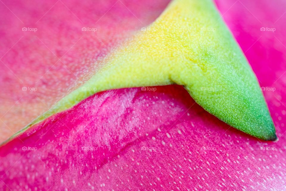 Closeup macro shot of the magenta colored skin of a dragon fruit 