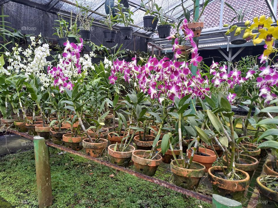 Variants of the Moon Orchid Plant in a Beautiful Mini Indonesia Garden, Jakarta