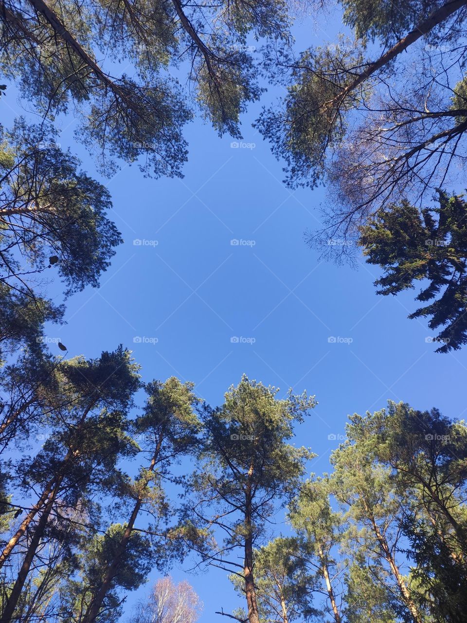 Sky in the forest