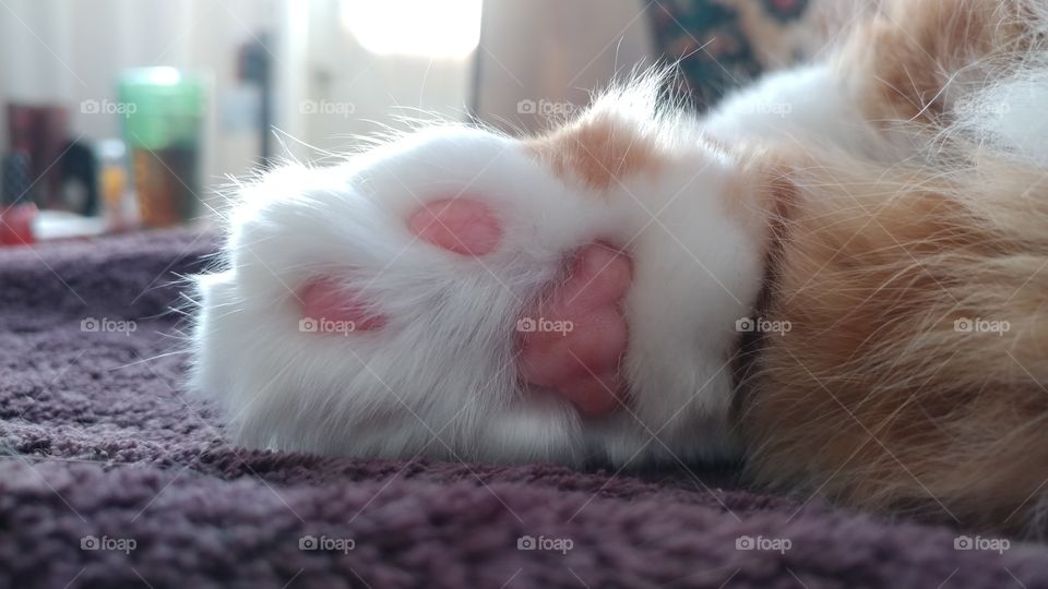 kitty pink toes