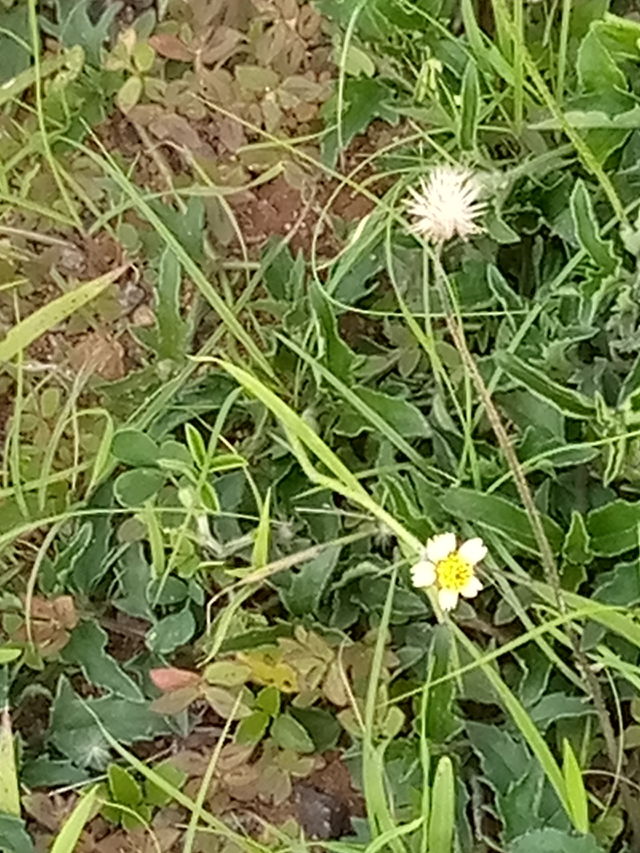 Flora