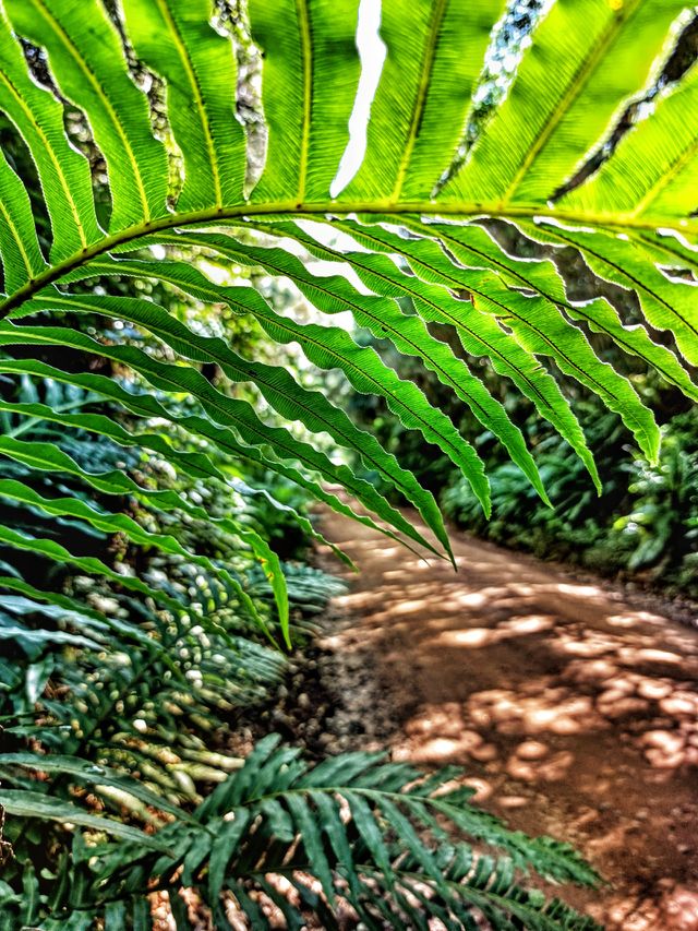 forest detail