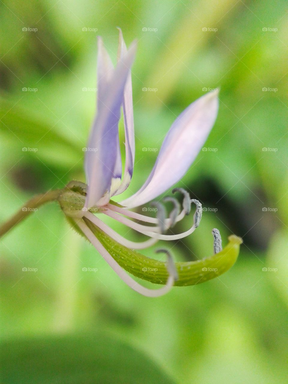 wild spider flower . macro