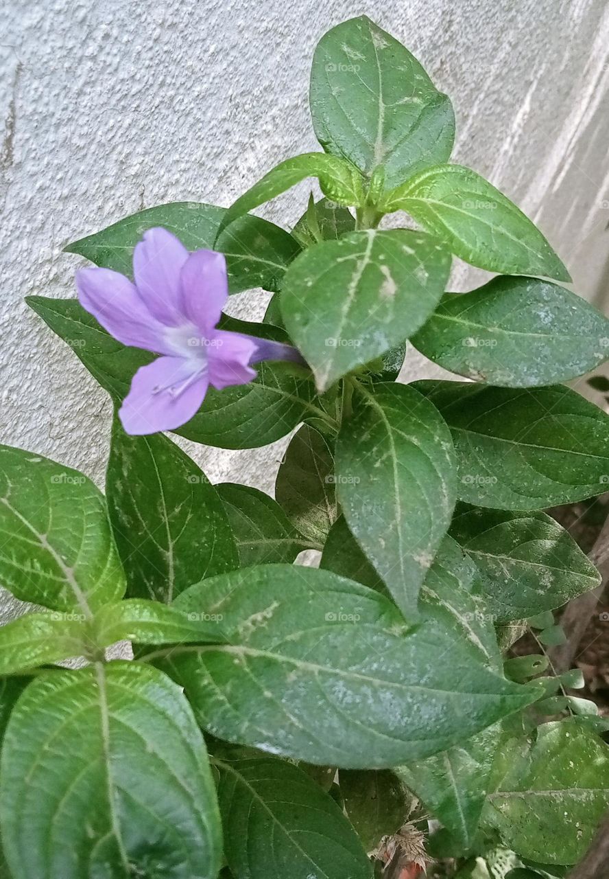 The flower name is Barleria cristata. This is a lavinder colour this is a Shrub. This shrub is growing very fast. This is very attractive and very beautiful flower.