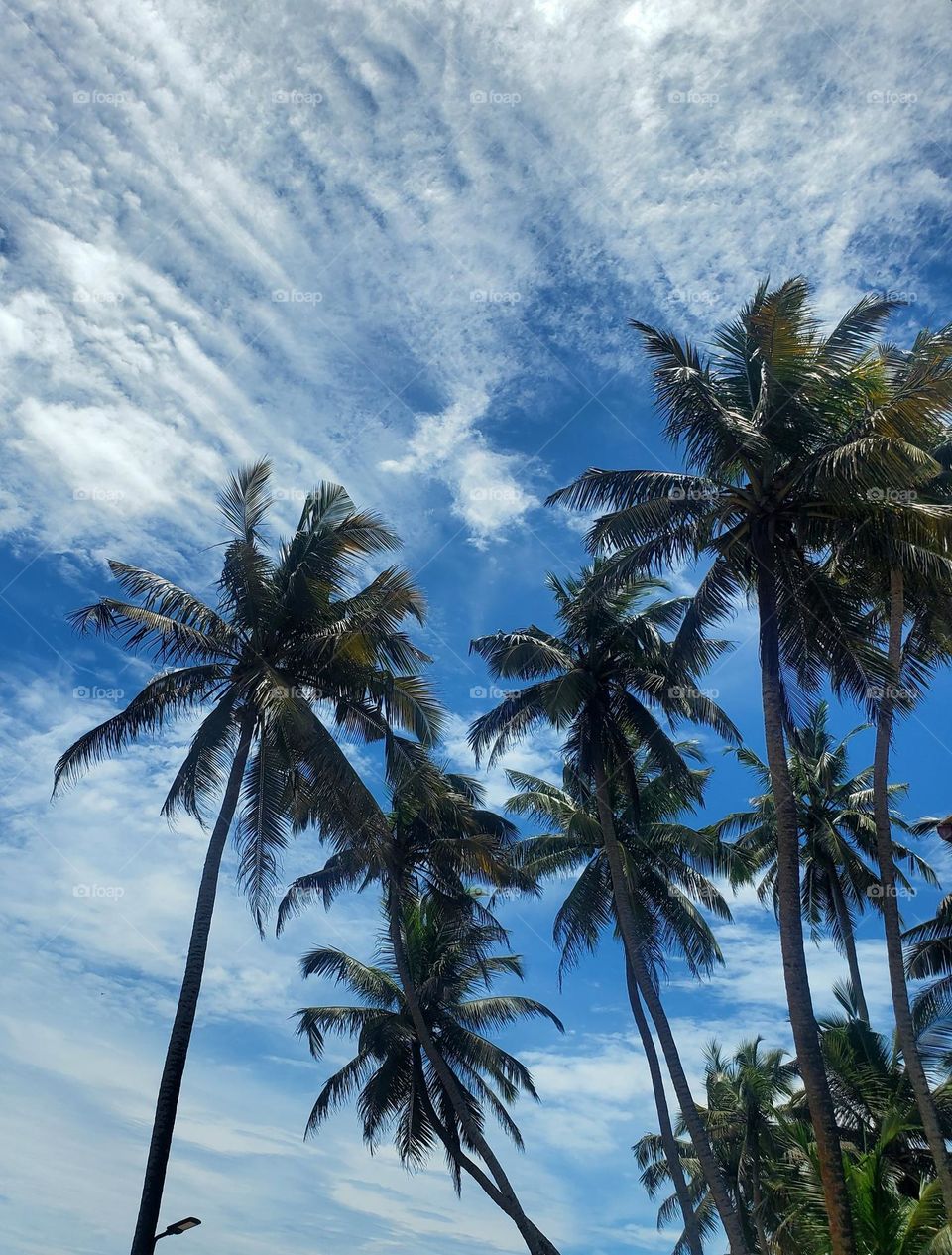 palmtrees with nice clouds
