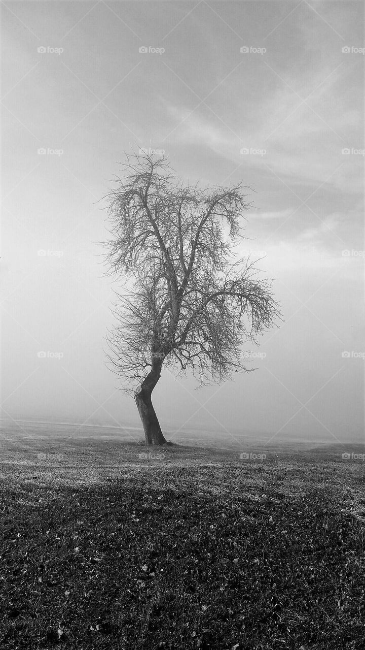 Singel Baum im Nebel