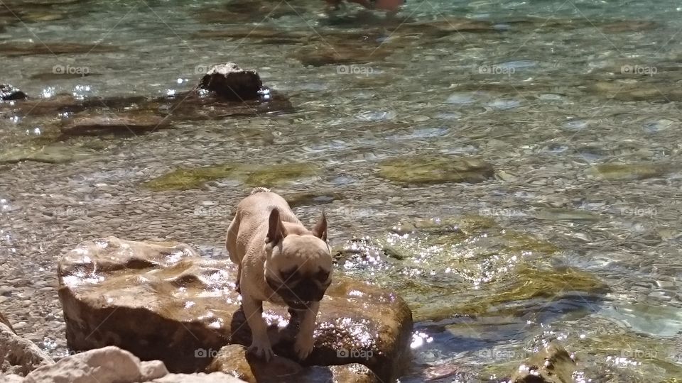 Dog on the rock