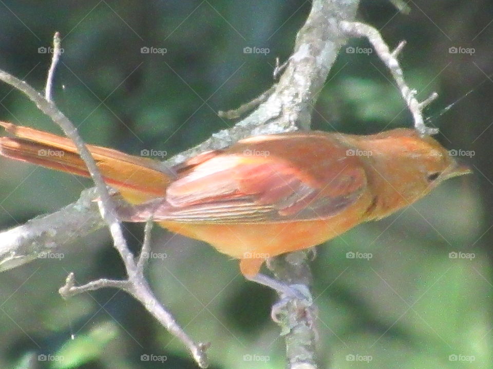 Summer Tanager