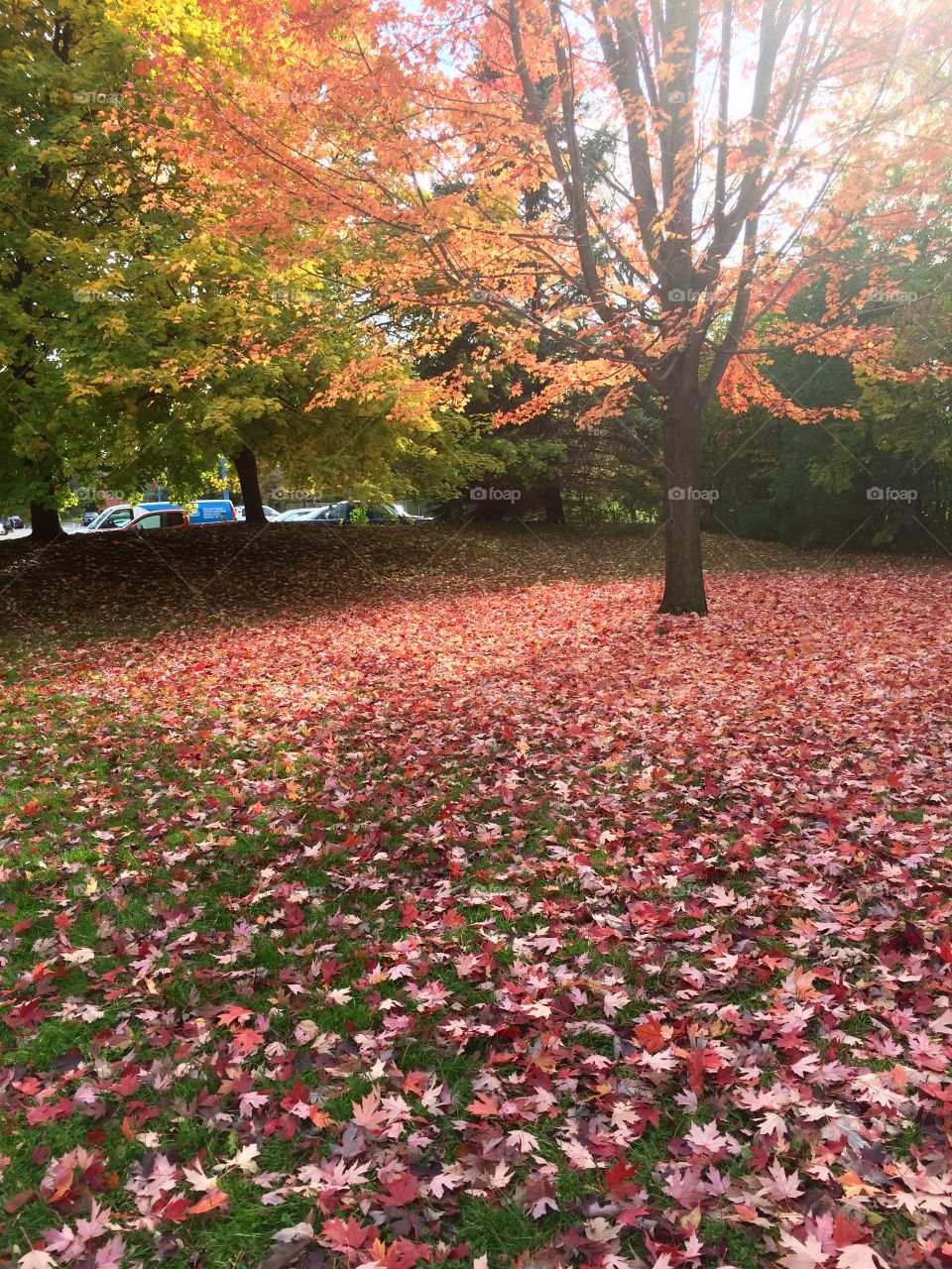 Beautiful Autumn Toronto 