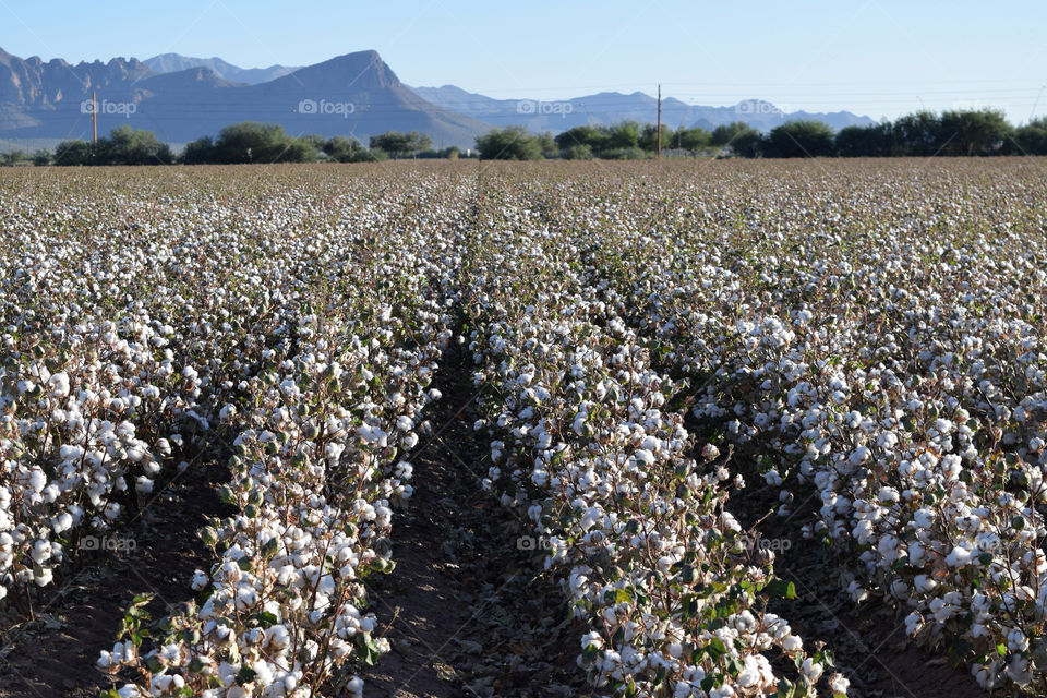 Cotton field