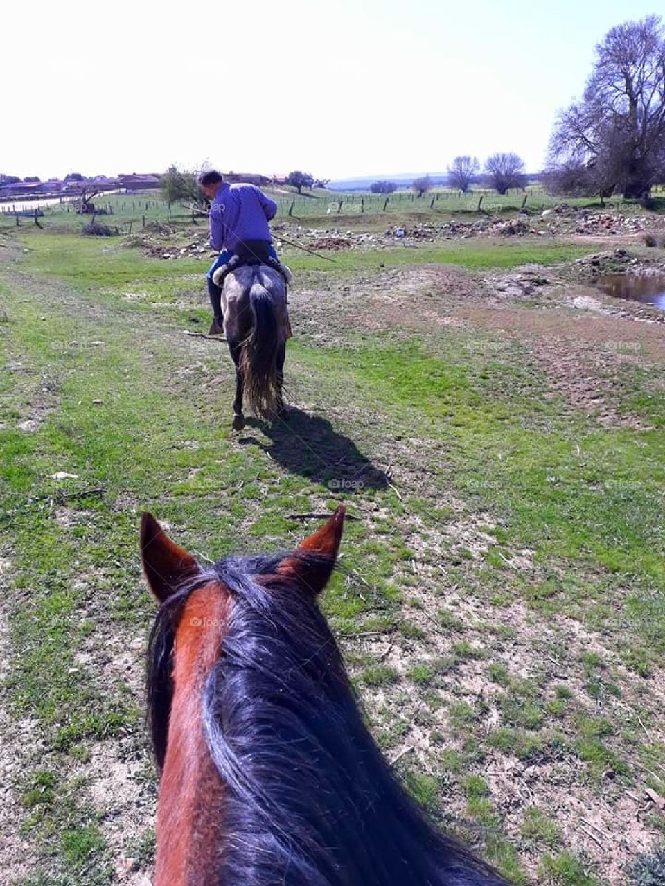 Life in Motion: on a trail ride, the rider looks over her horse's ears and captures another equestrian ahead.