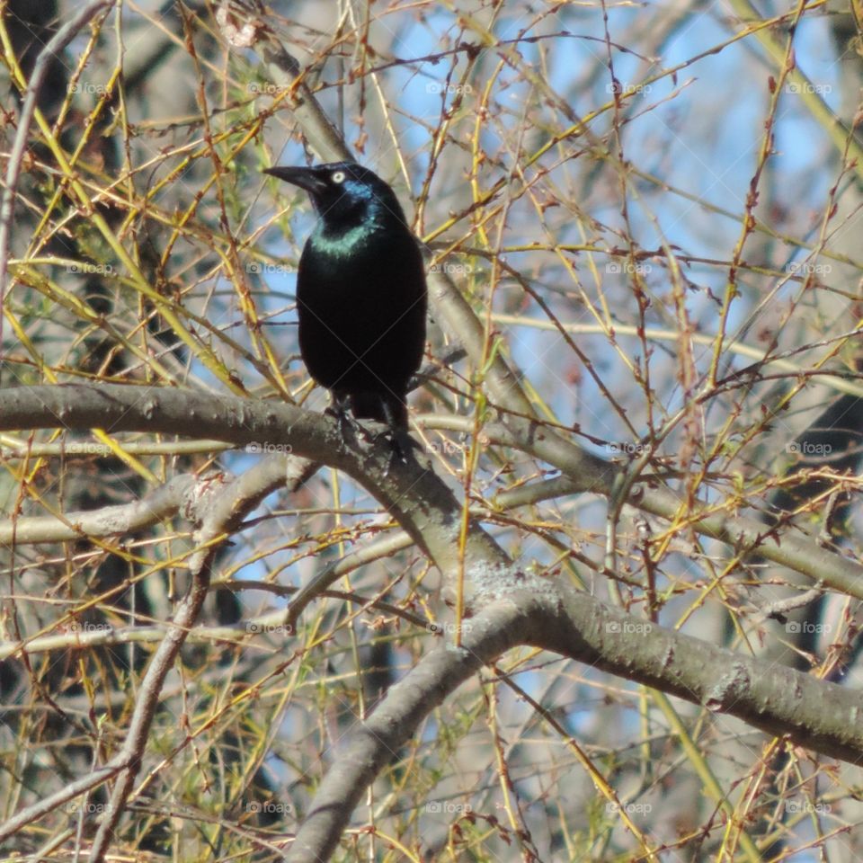 Green crested blackbird