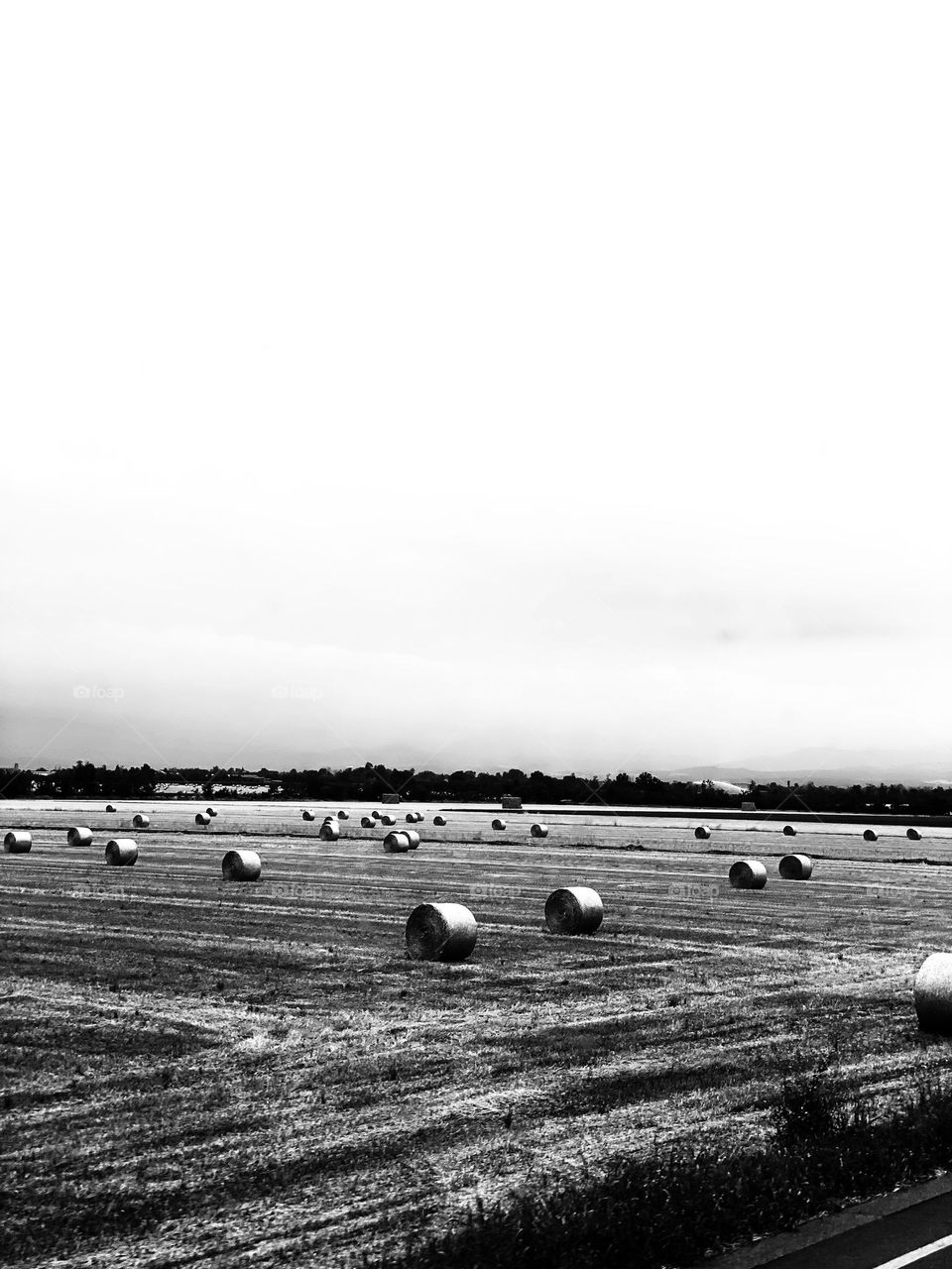 Balle di fieno in bianco e nero