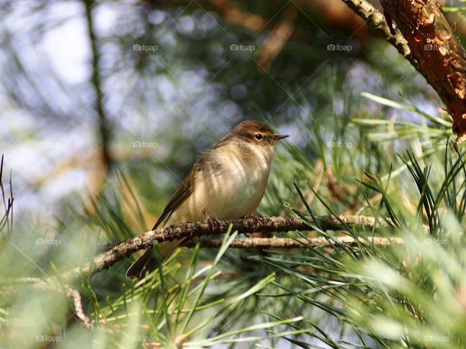 Little bird on the pine 