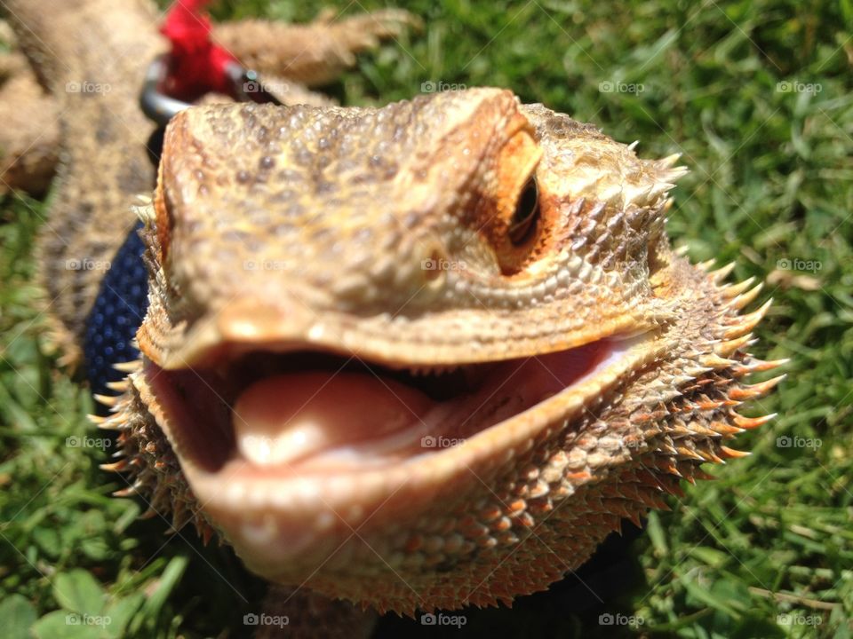 Bearded dragon smile